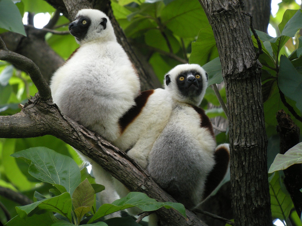 madagascar lemurs nature free photo