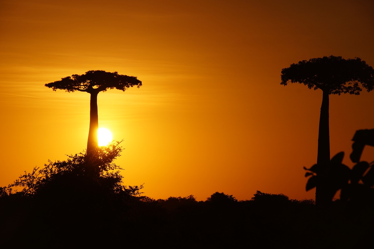 madagascar  baobab  tree free photo