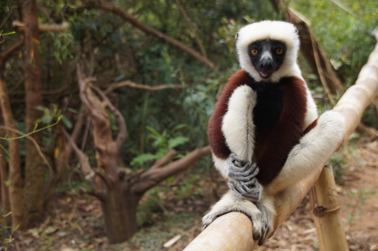 madagascar  lemur  mammal free photo