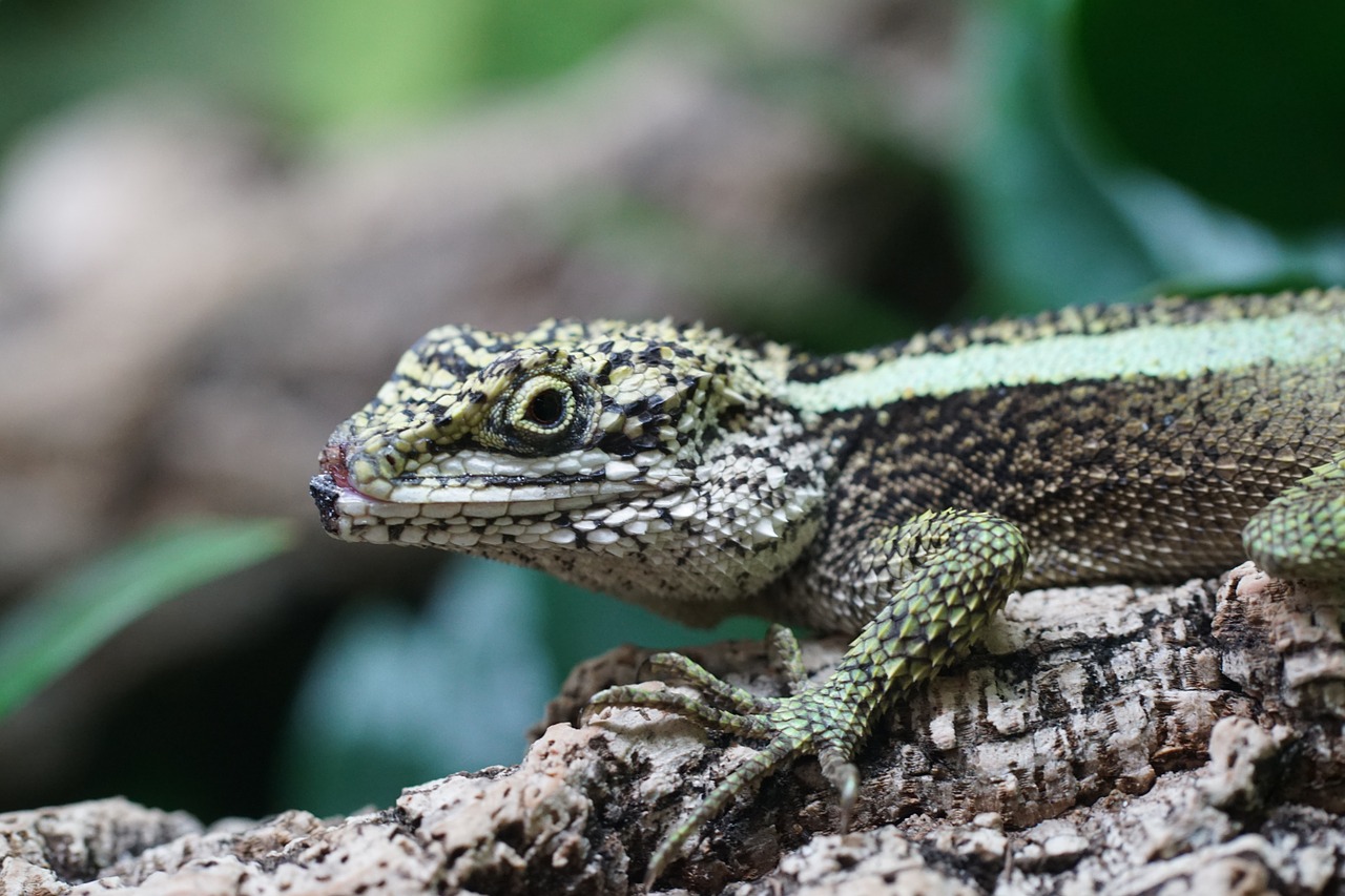 madagascar iguana iguana reptile free photo