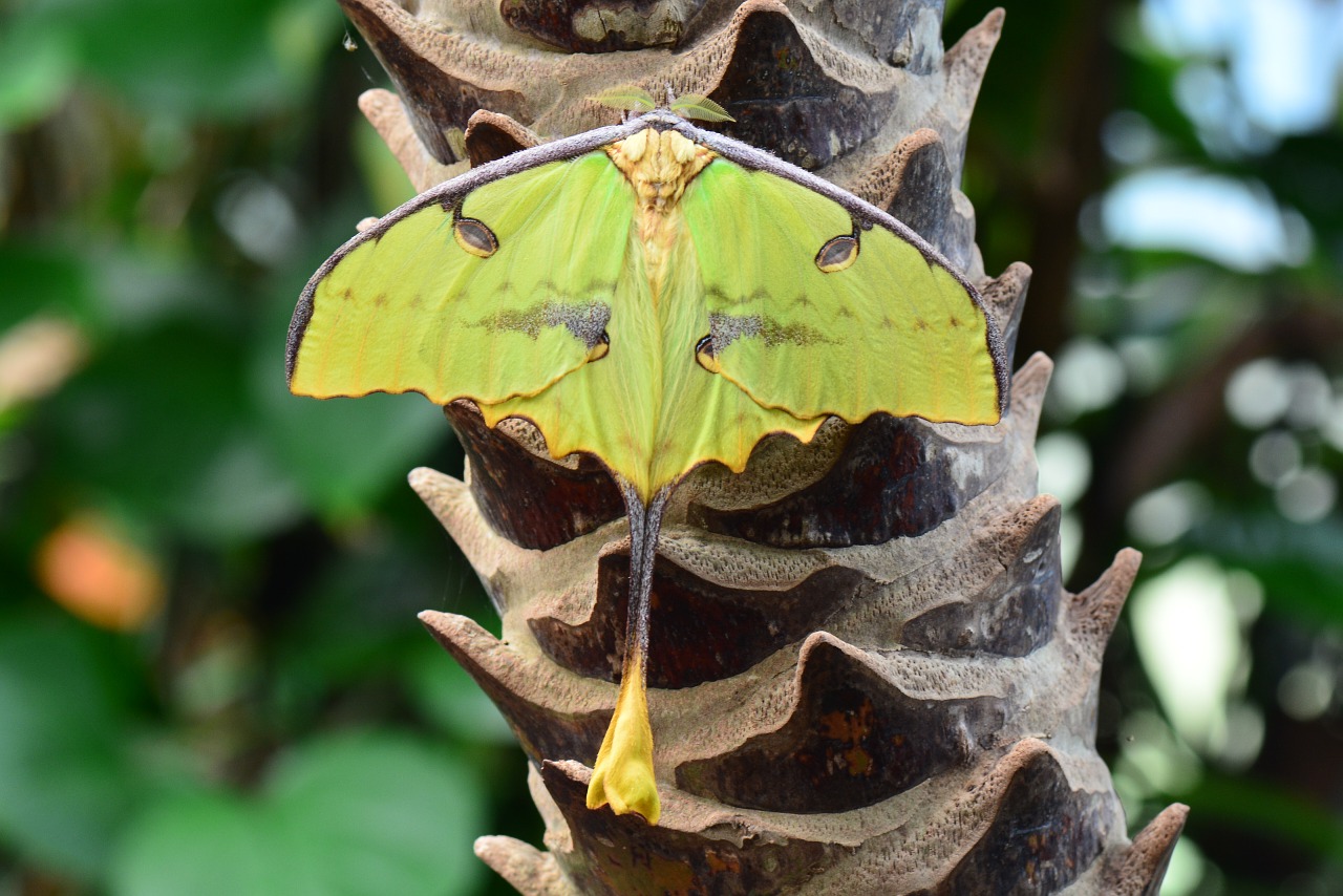 madagascar moon moth moth bug free photo