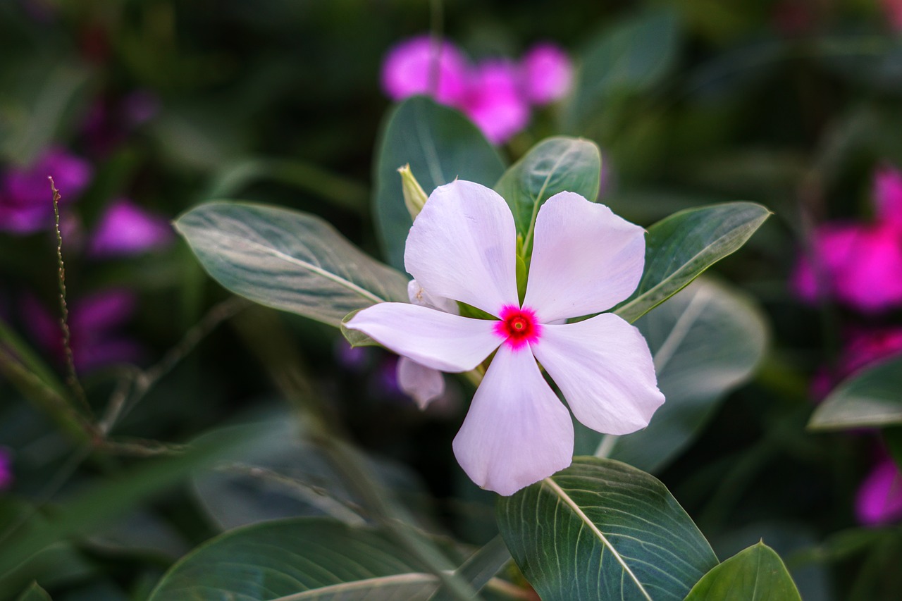 madagascar periwinkle  billygoat weed  tropical periwinkle free photo