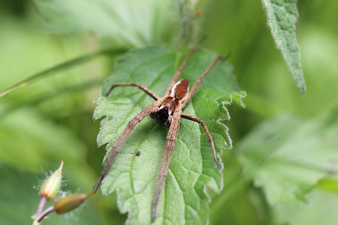 madagascar spider spider arachnid free photo