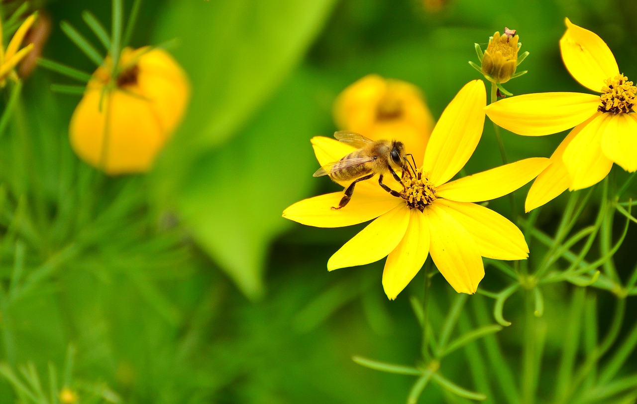 mädchenauge yellow flowers garden free photo