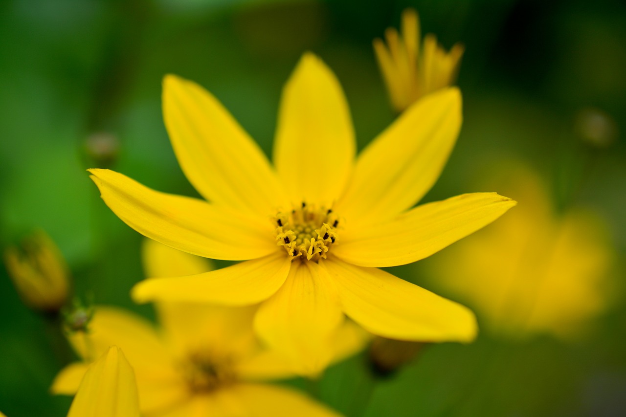 mädchenauge coreopsis verticillata quirblättriges girl eye free photo