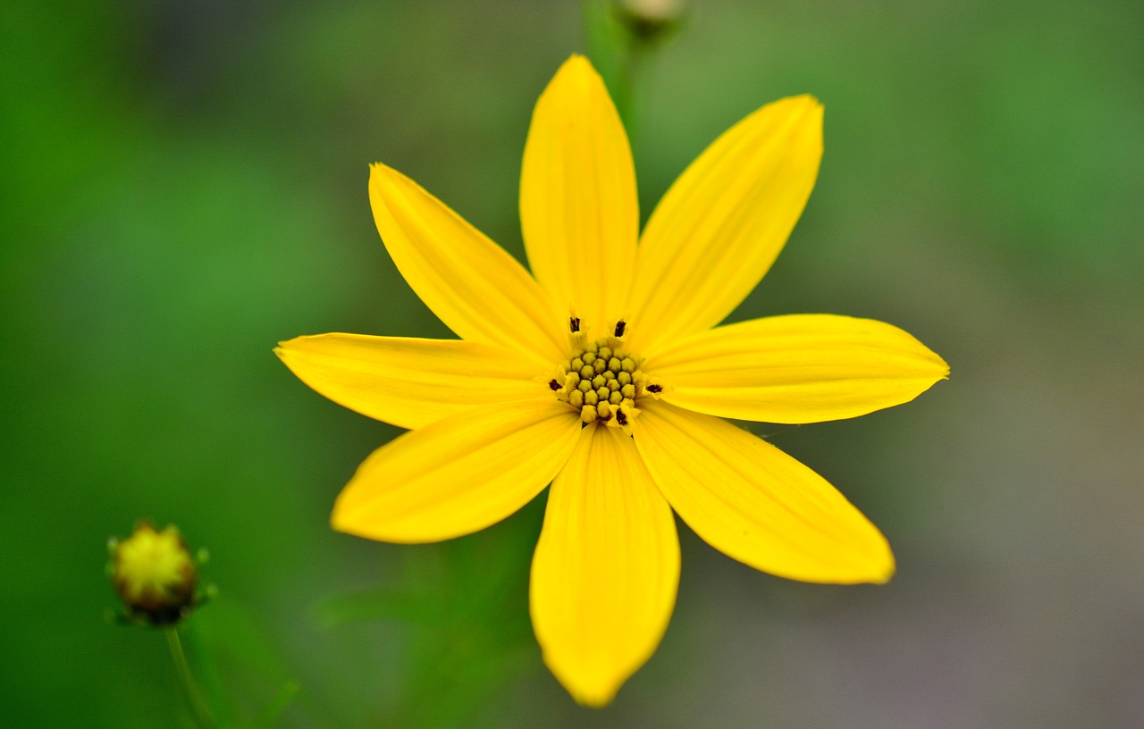 mädchenauge coreopsis verticillata quirblättriges girl eye free photo