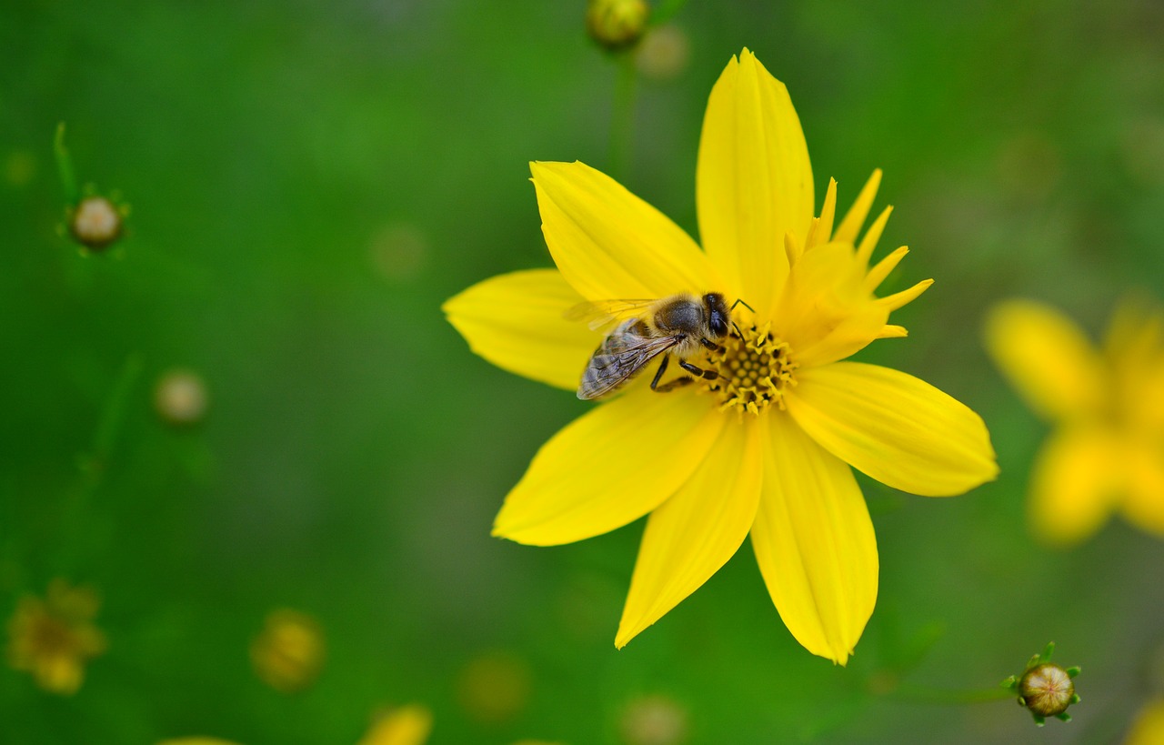 mädchenauge coreopsis verticillata quirblättriges girl eye free photo