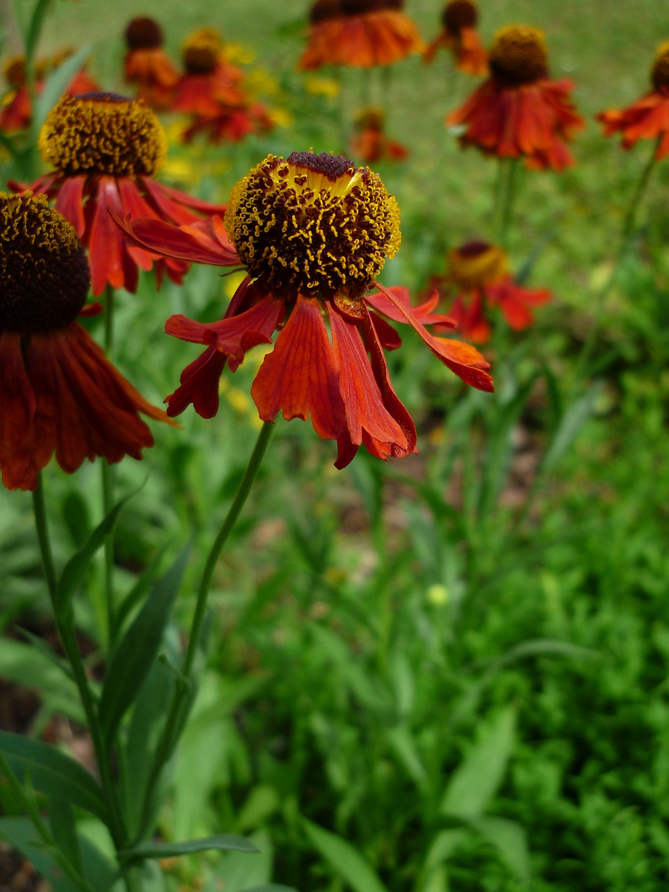 mädchenauge nature flower garden free photo