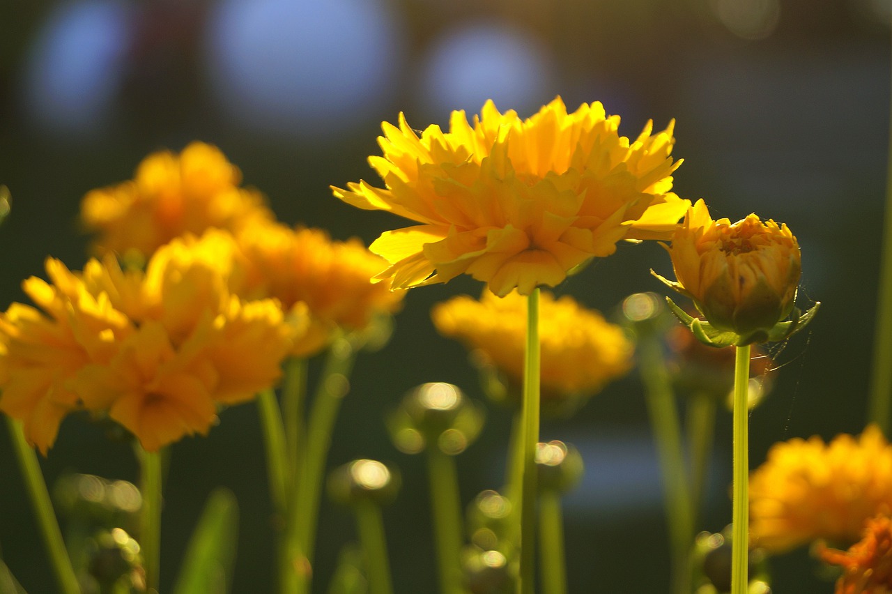 mädchenauge  flowers  yellow free photo