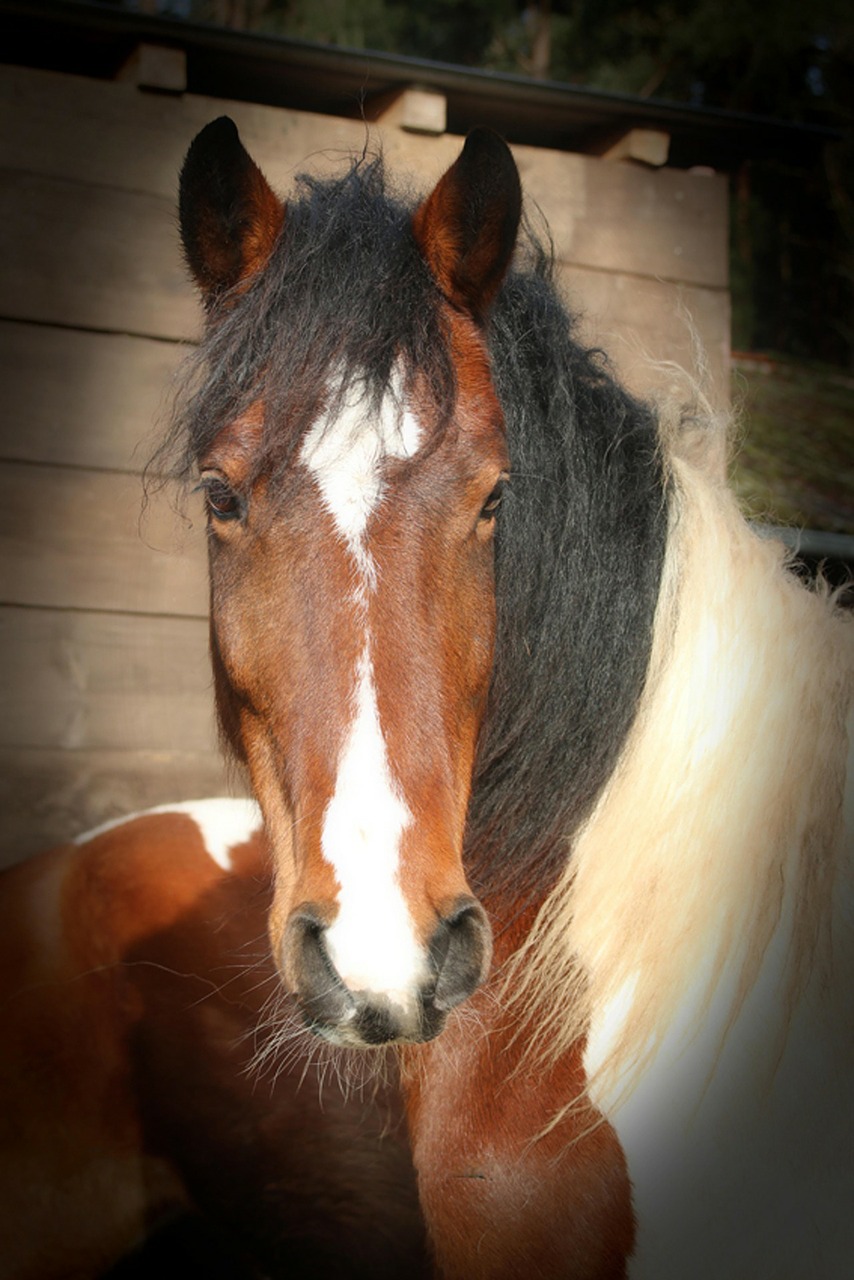 maddox foal horse free photo