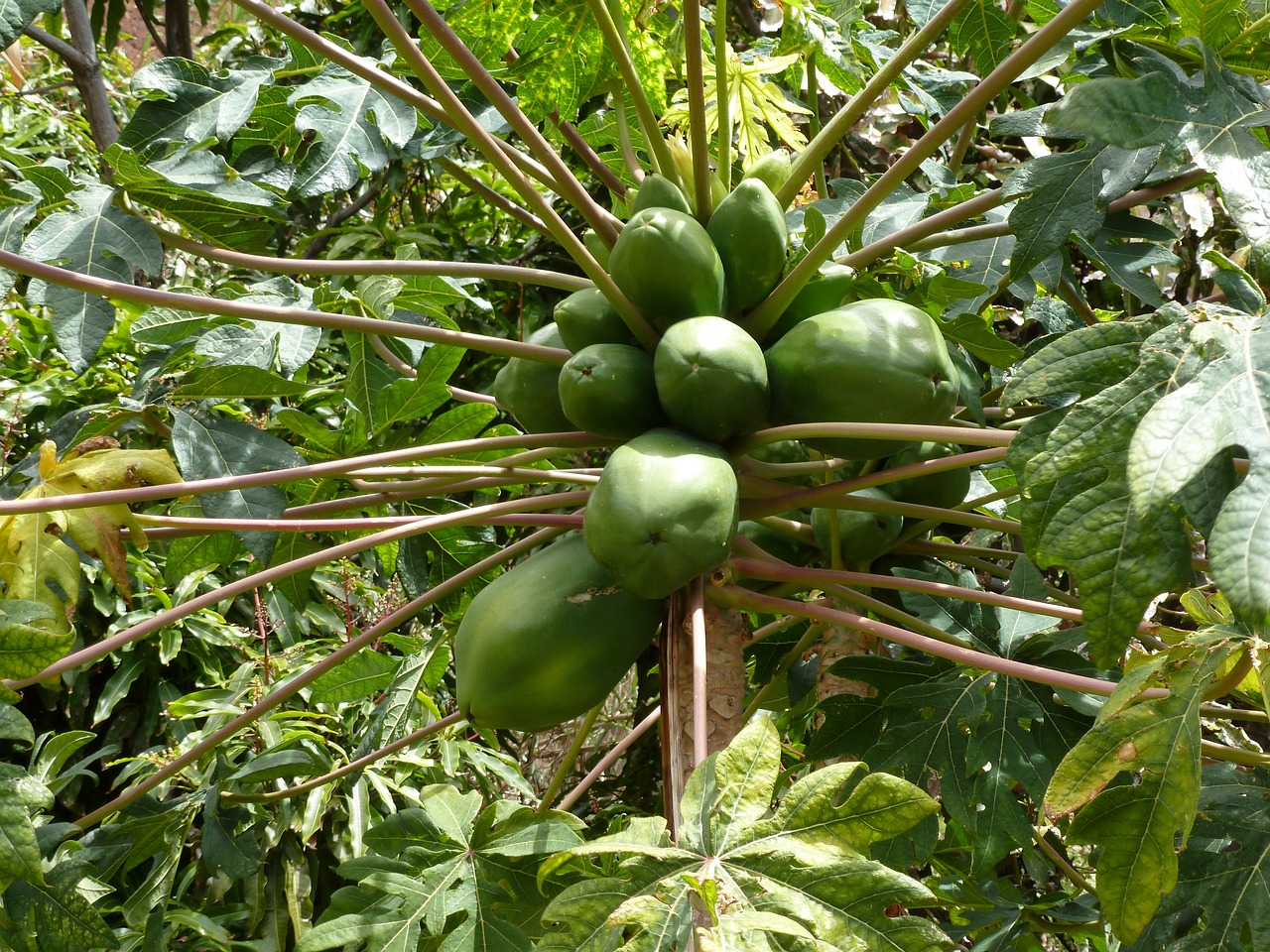 madeira coconuts holiday free photo