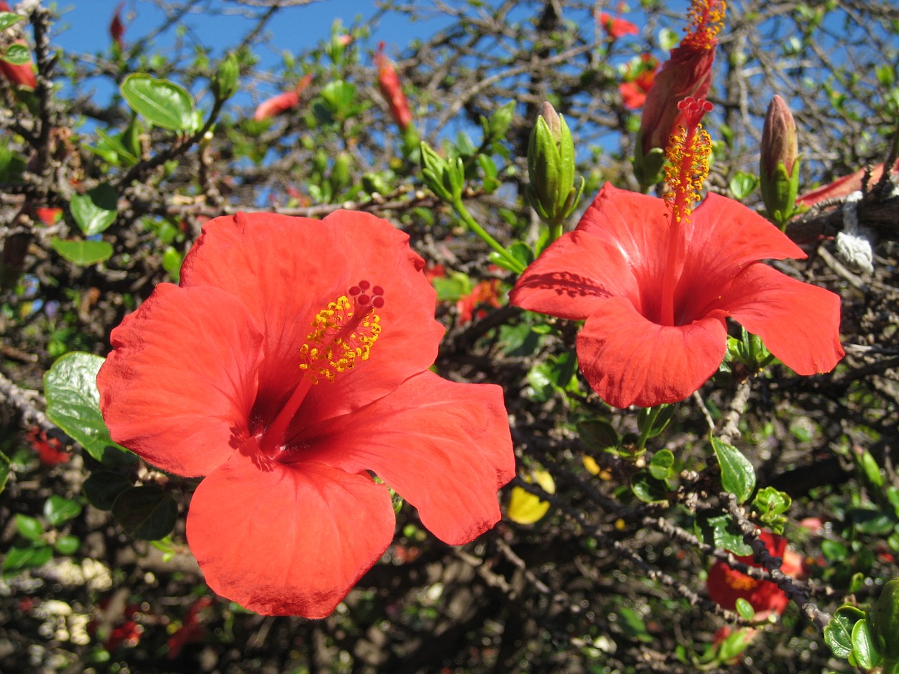 madeira mallow flower free photo