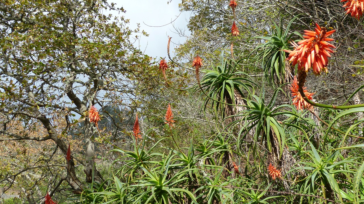 madeira portugal flora free photo