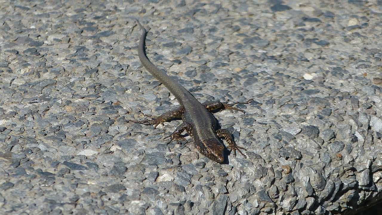 madeira portugal lizard free photo
