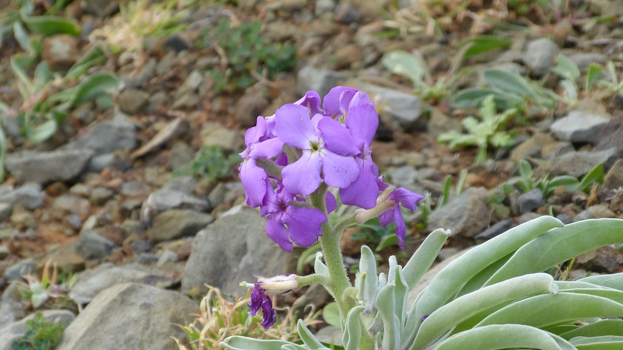 madeira flower purple free photo