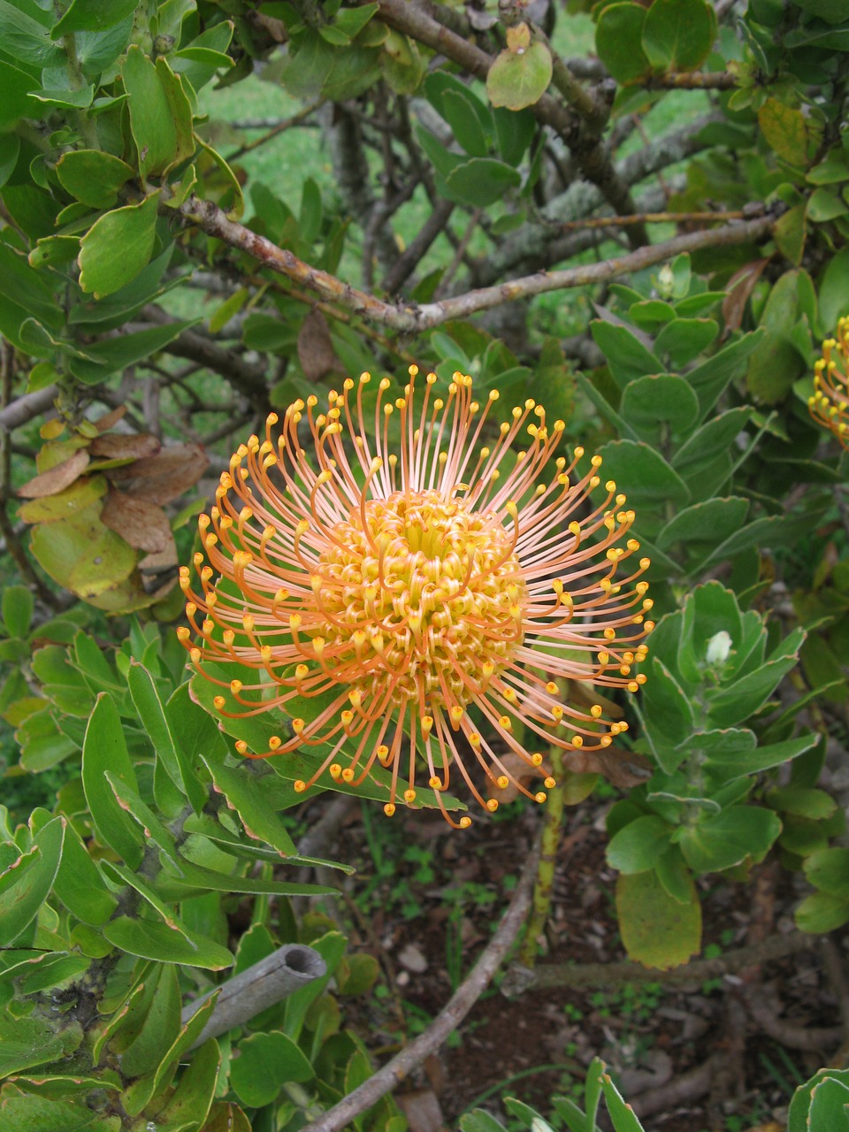 madeira plant blossom free photo