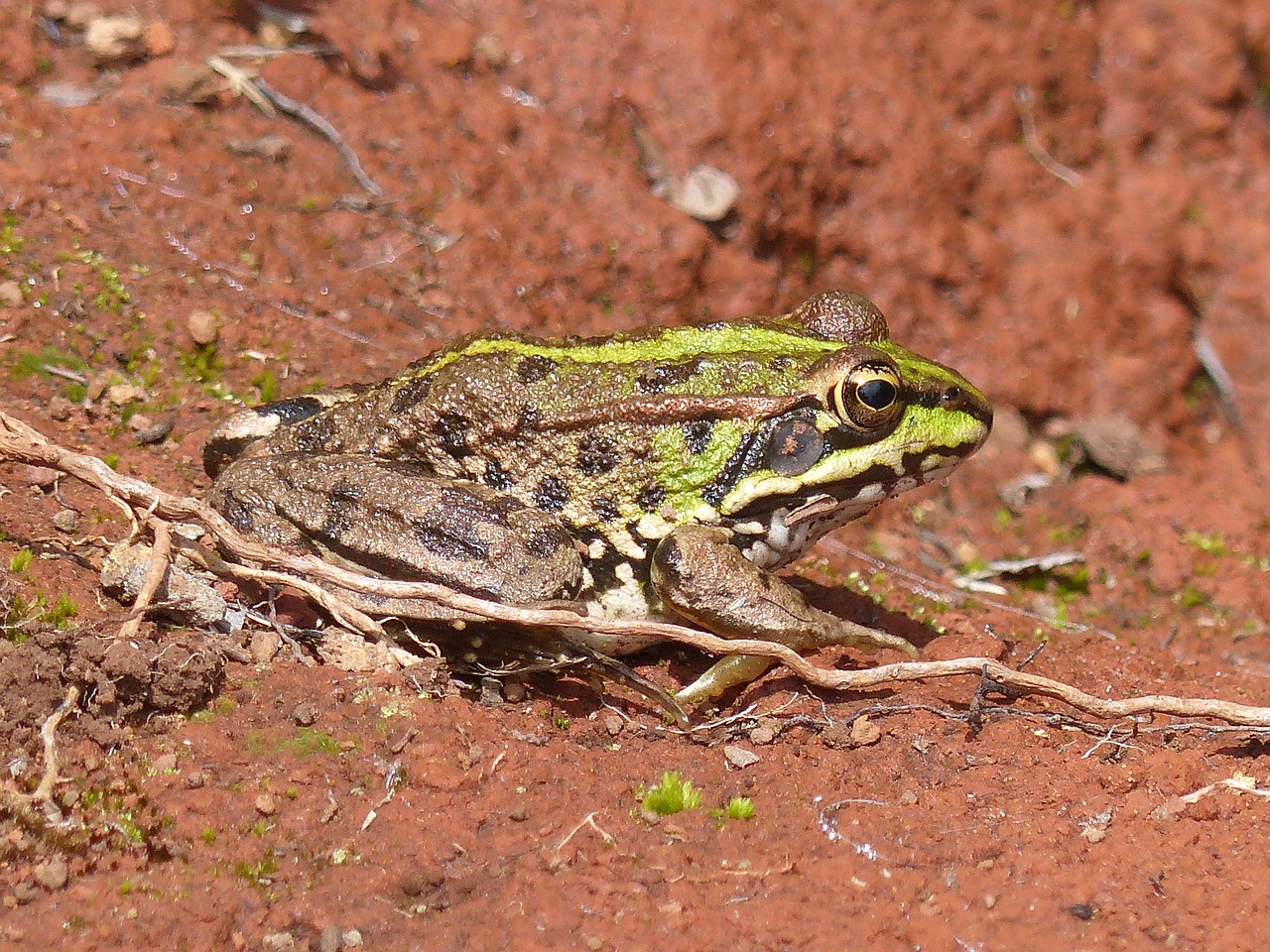 madeira frog toad free photo