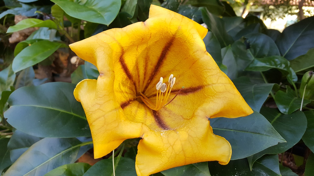 madeira funchal botanical garden free photo