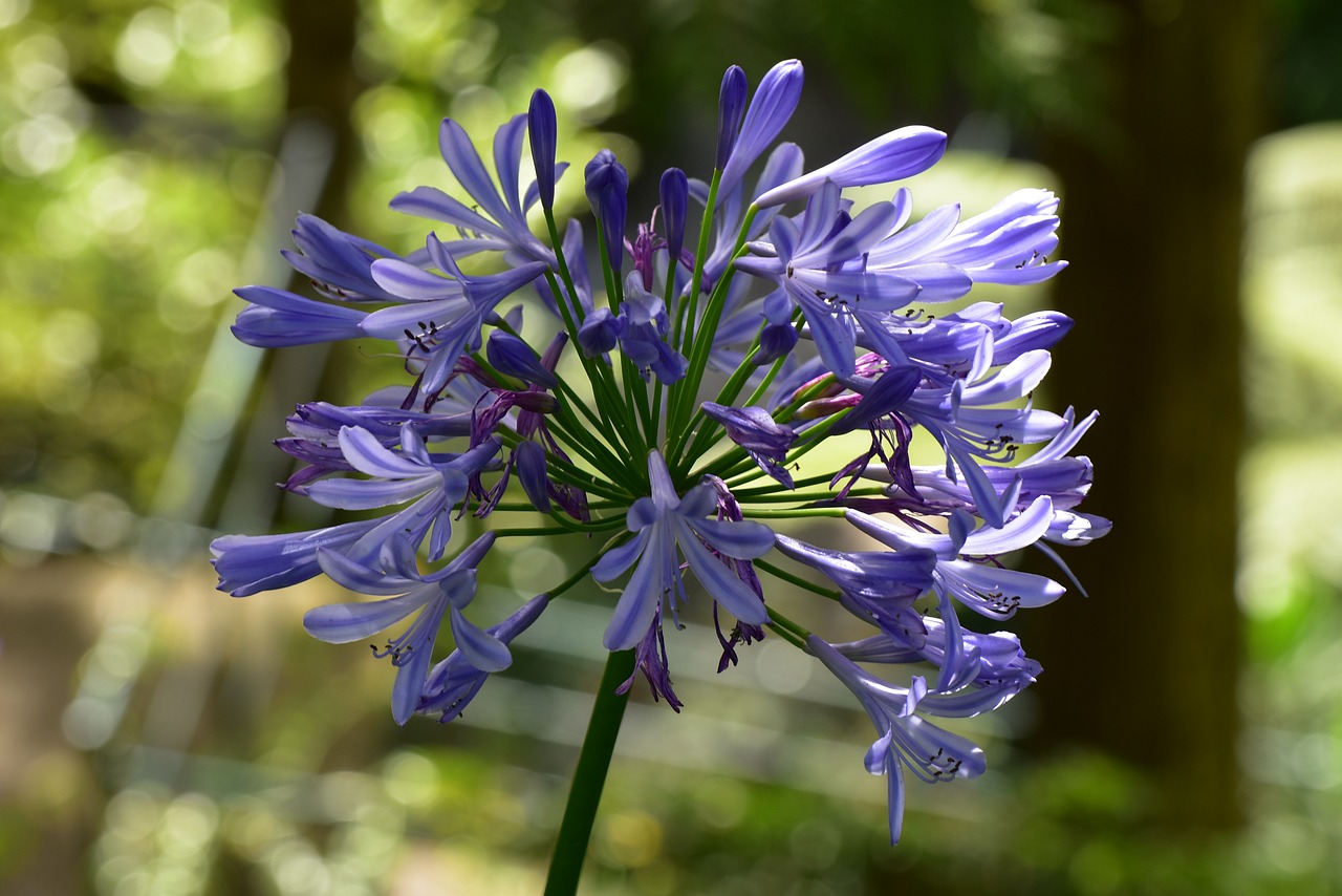 madeira blossom bloom free photo