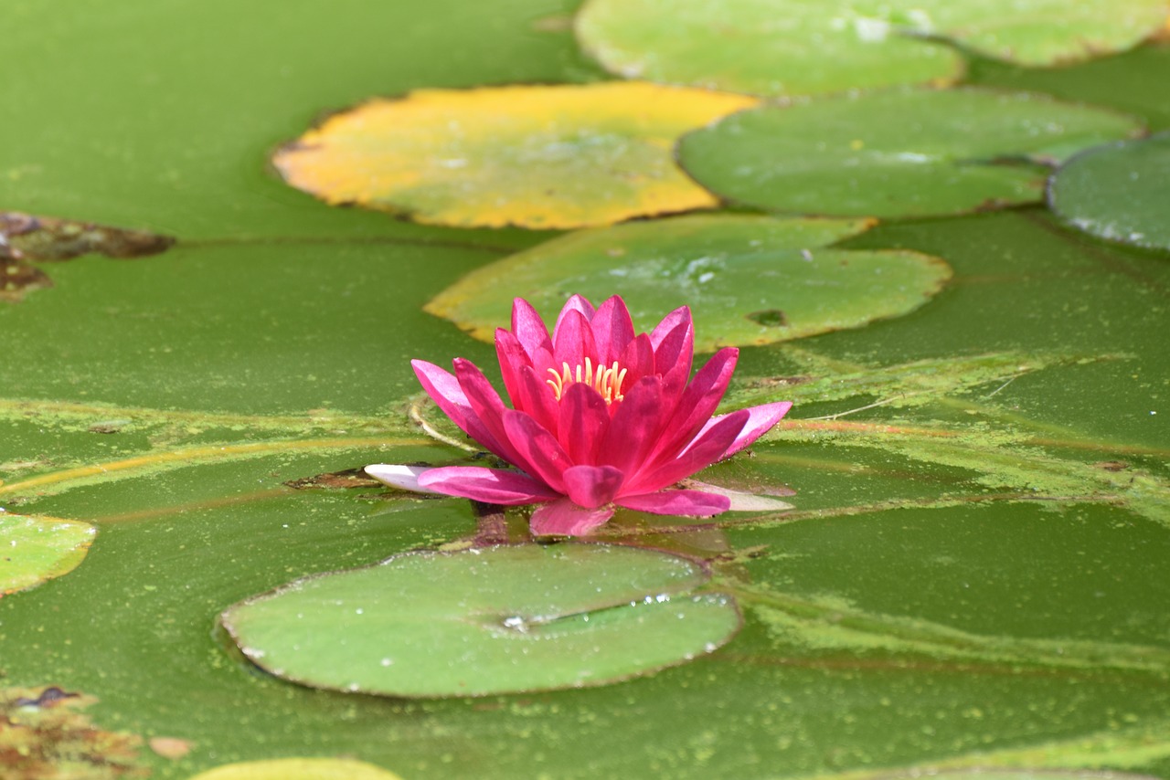 madeira water lily blossom free photo