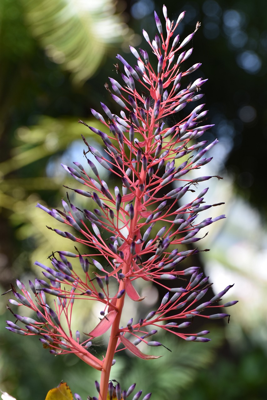 madeira blossom bloom free photo