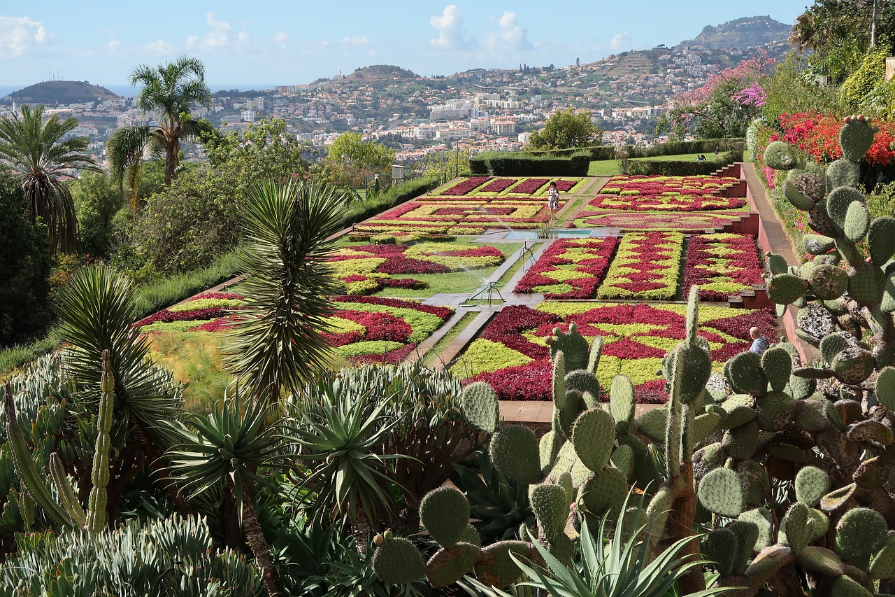 madeira  cactus  nature free photo