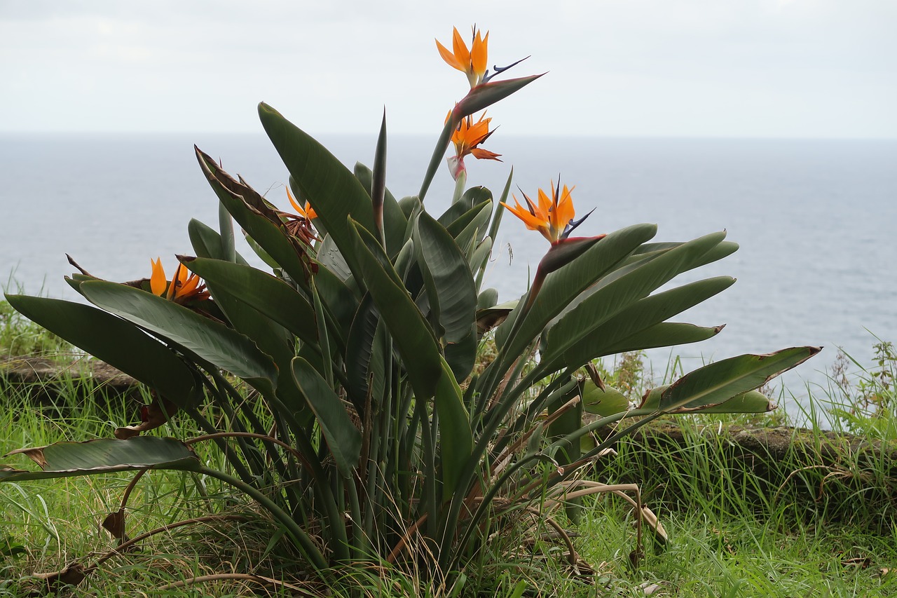 madeira  nature  flora free photo