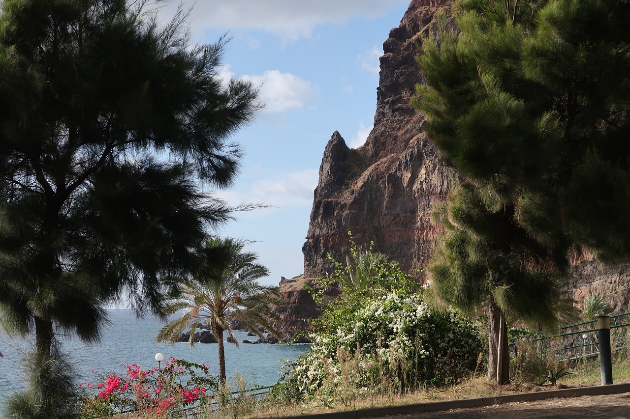 madeira  tree  nature free photo