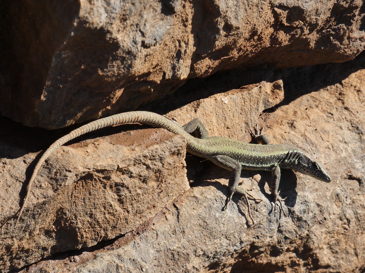 madeira  lizard  animal free photo