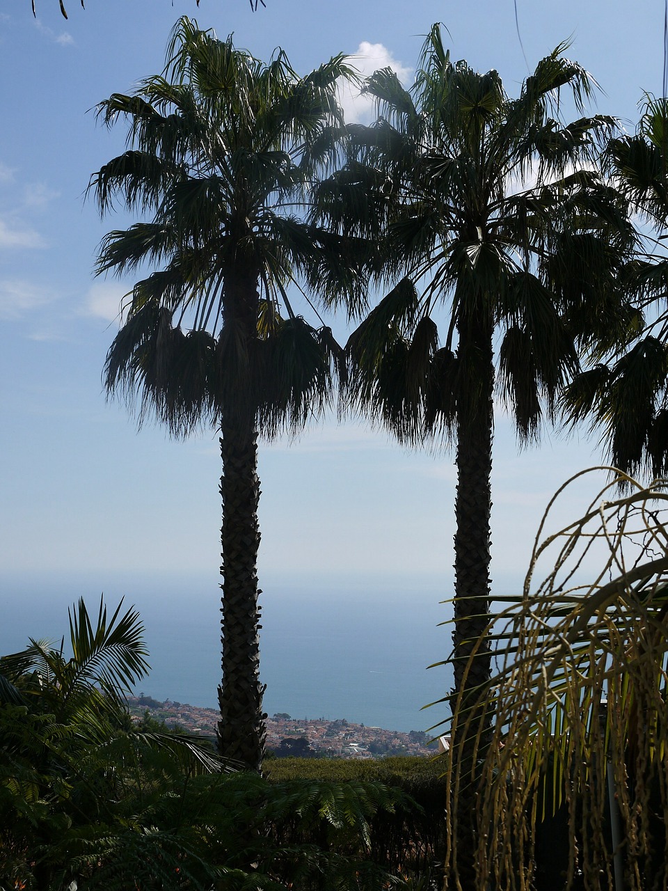 madeira palm trees sea free photo