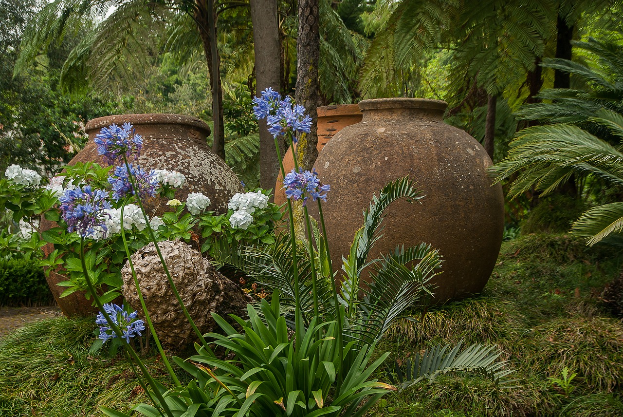 madeira  tropical garden  agapanthes free photo