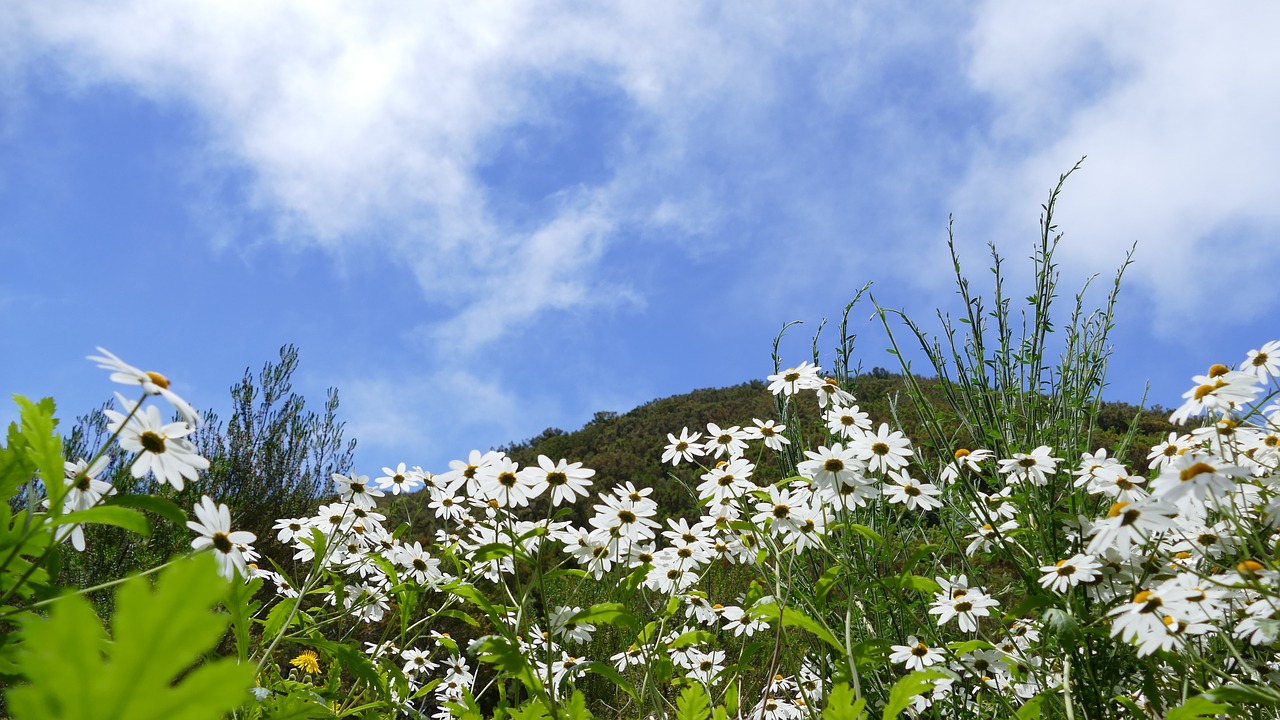 madeira  mountains  sky free photo