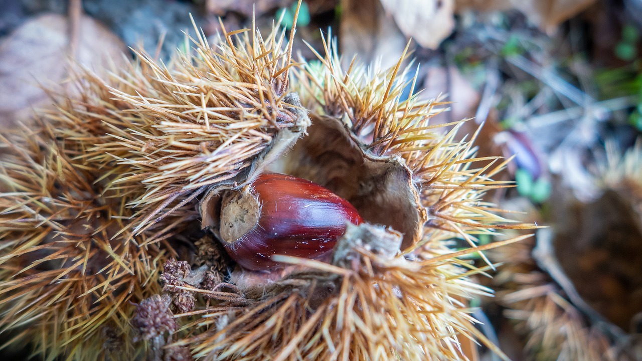 madeira  portugal  chestnut free photo