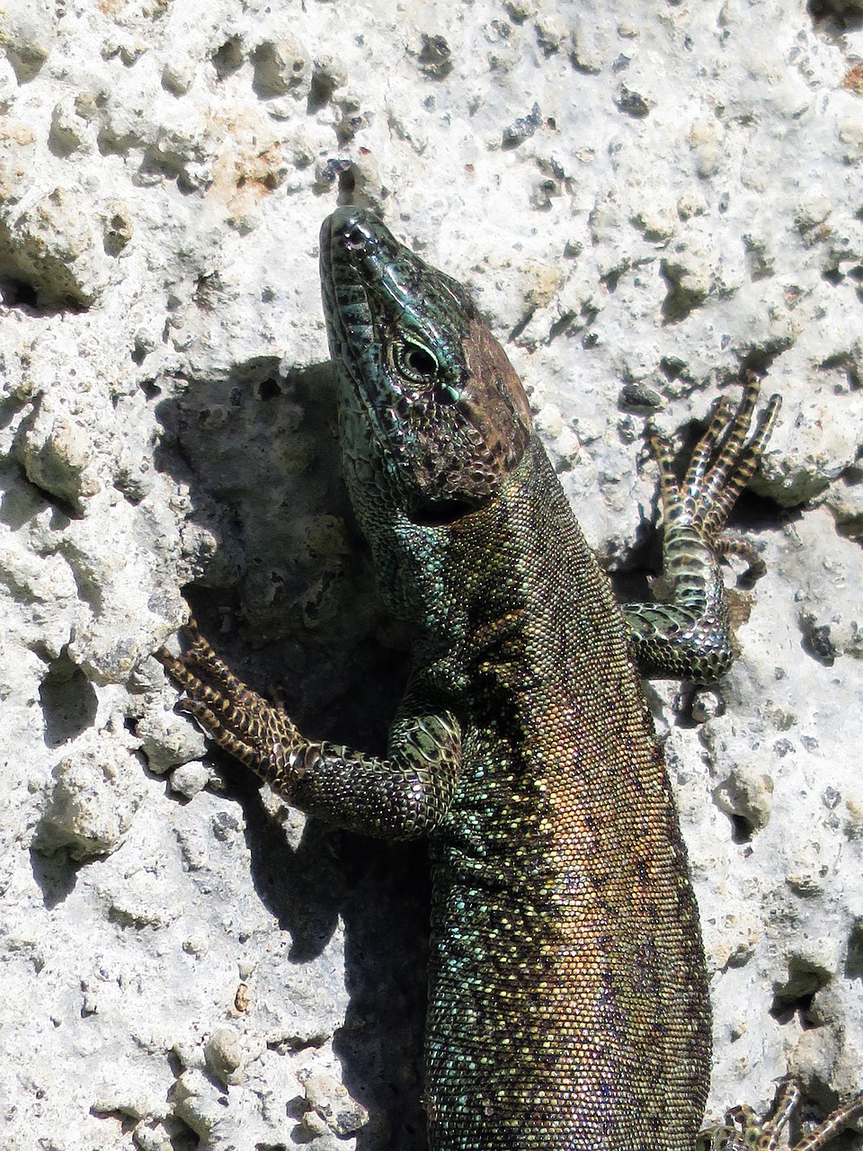 madeira  lizard  nature free photo