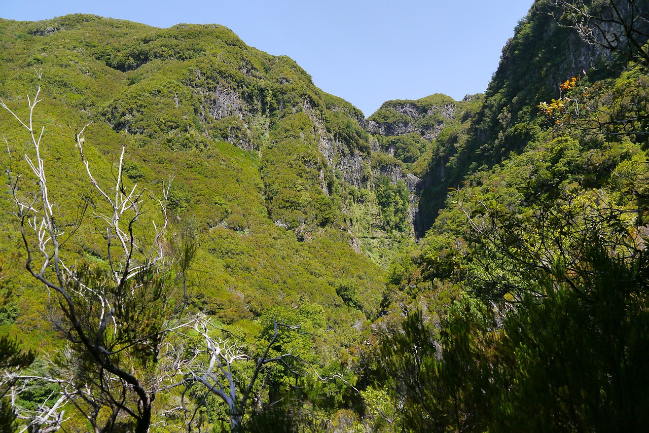 madeira landscape wild free photo