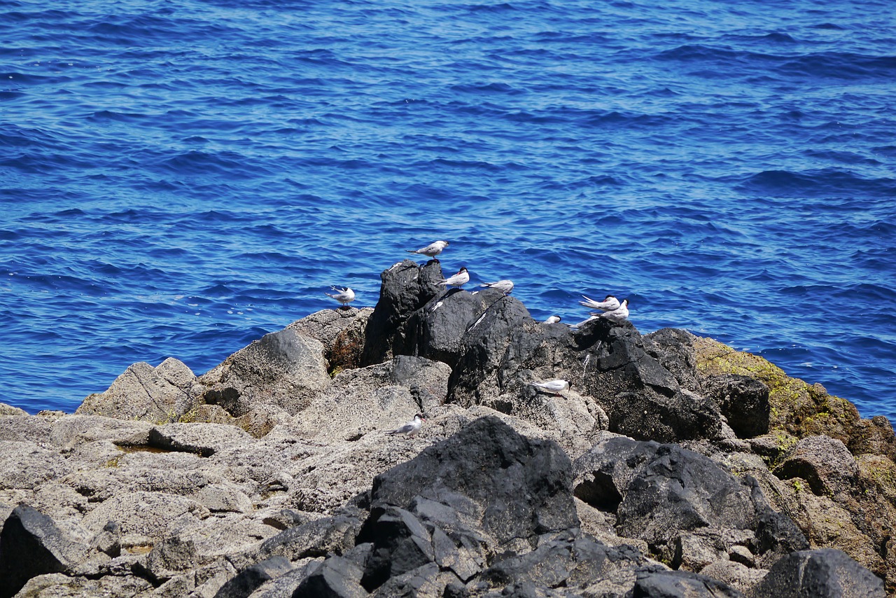 madeira birds seagulls free photo