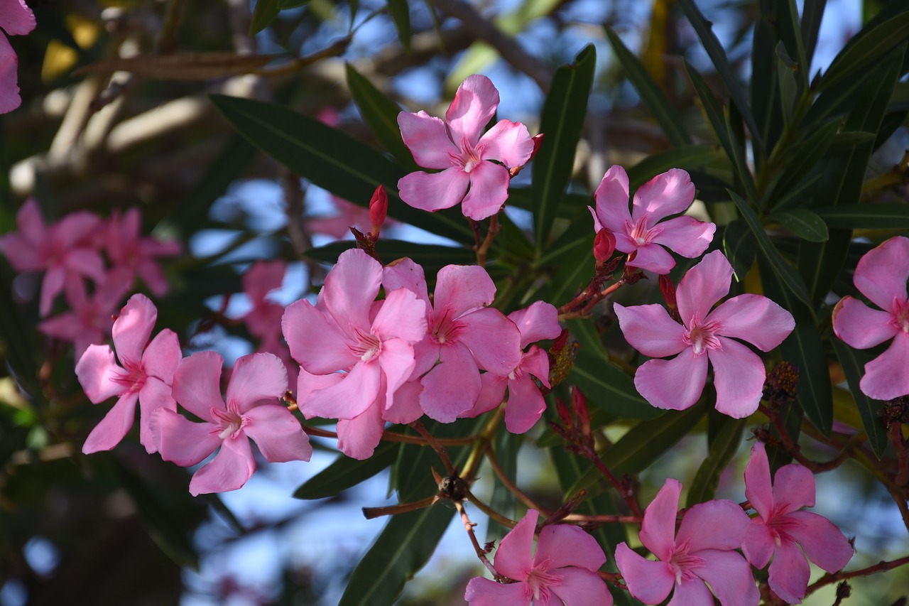 madeira  flower island  nature free photo