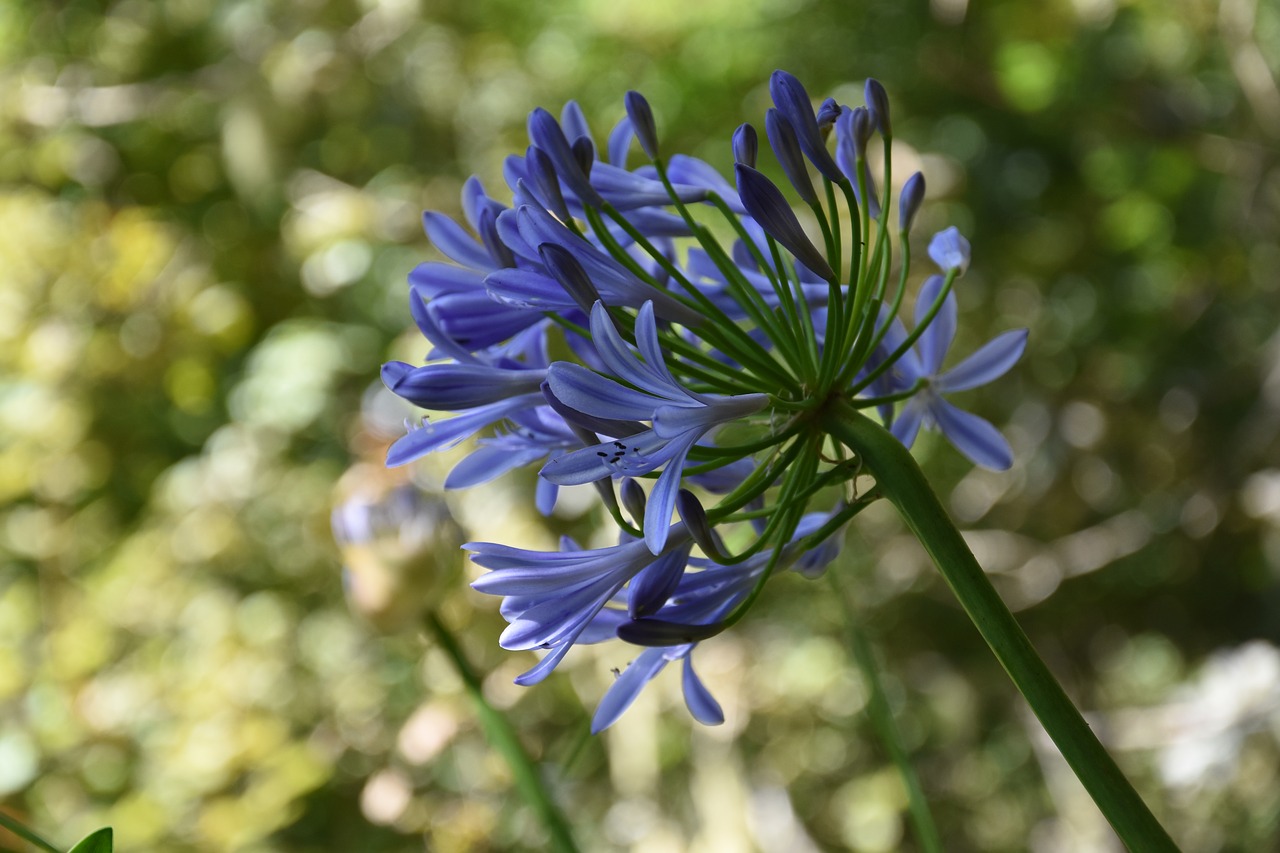 madeira  flower island  nature free photo