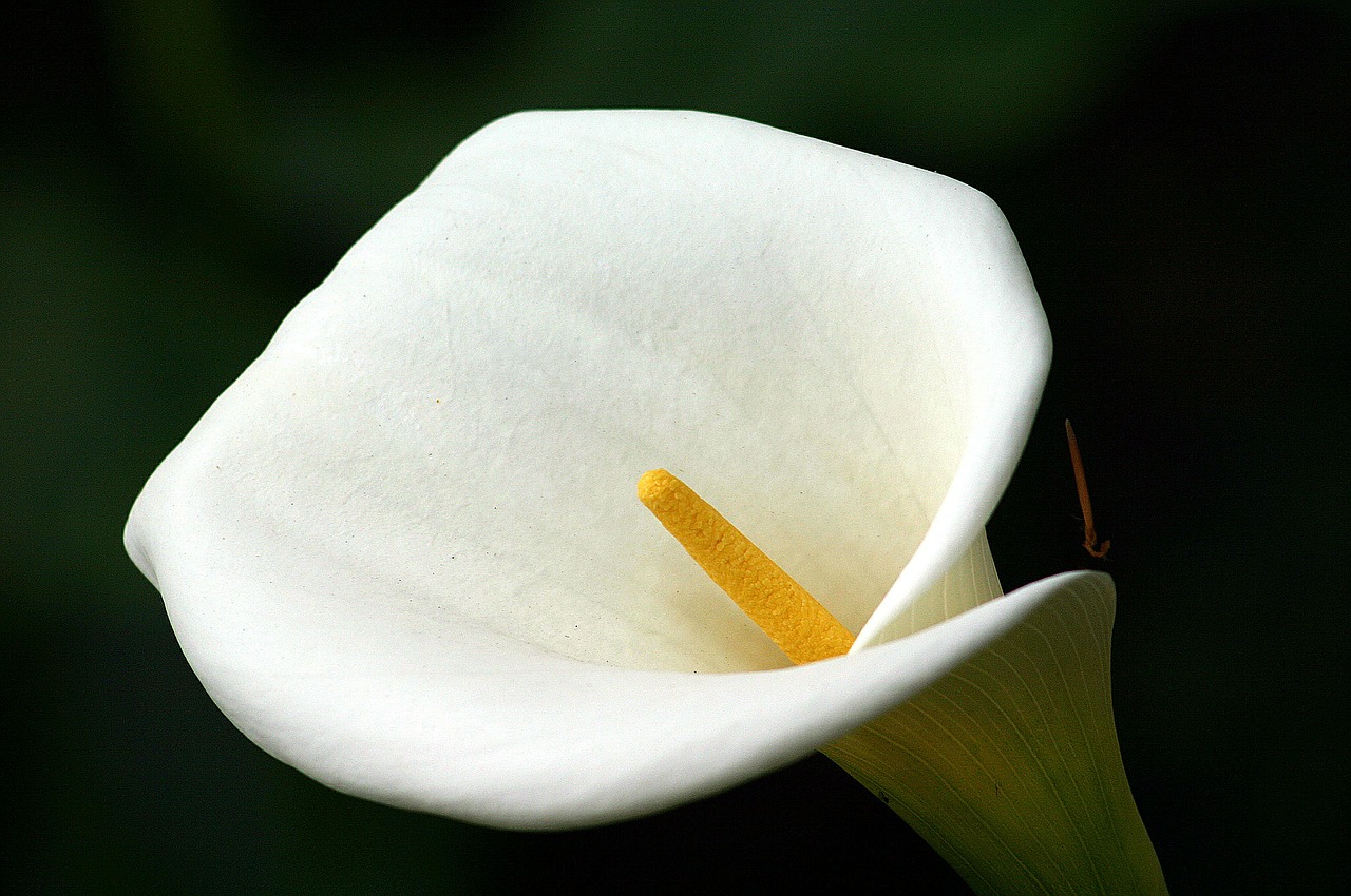 madeira flowers portugal free photo