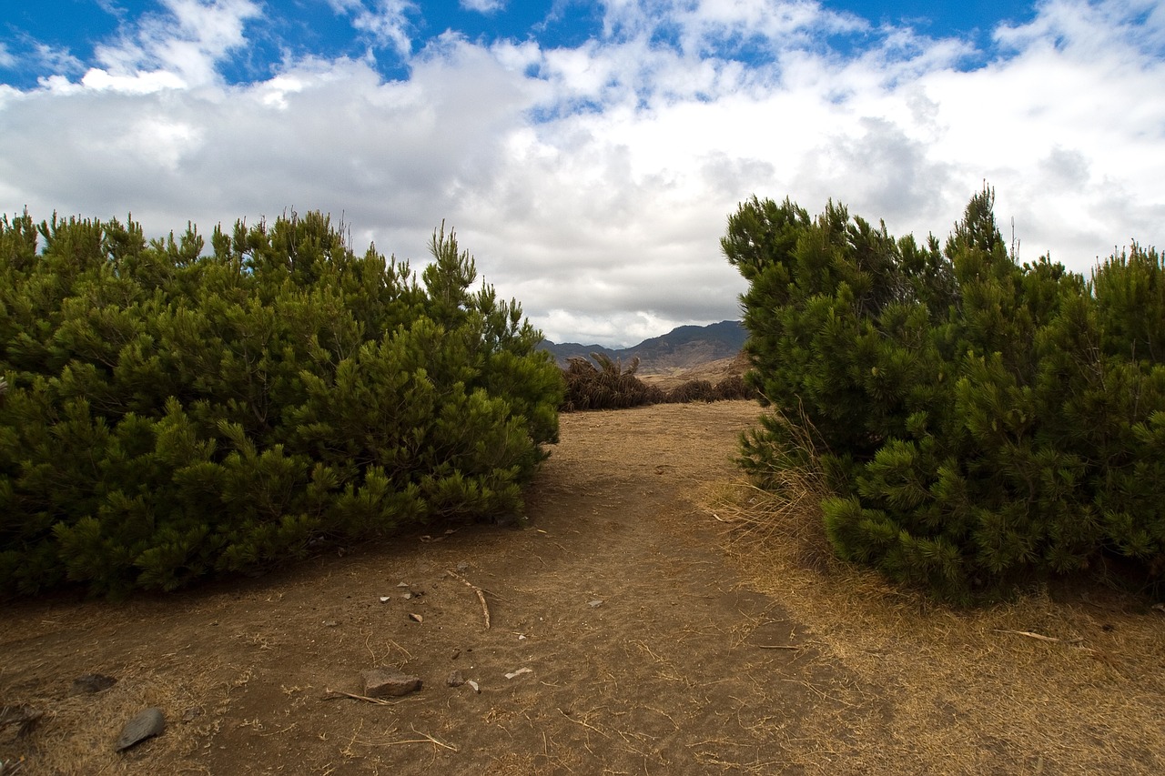 madeira pine forest free photo