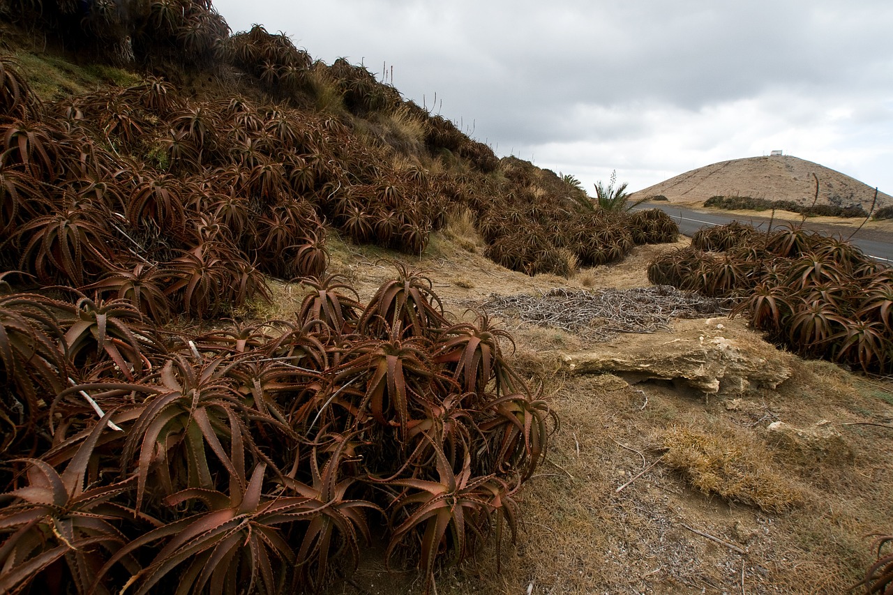 madeira agave rock free photo