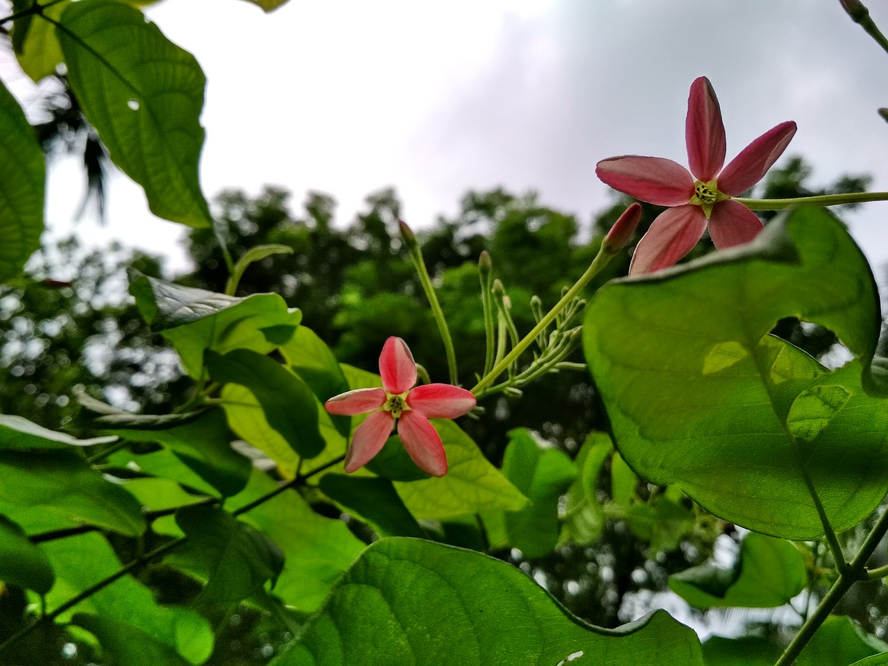 madhobi lata flower  leaf  nature free photo