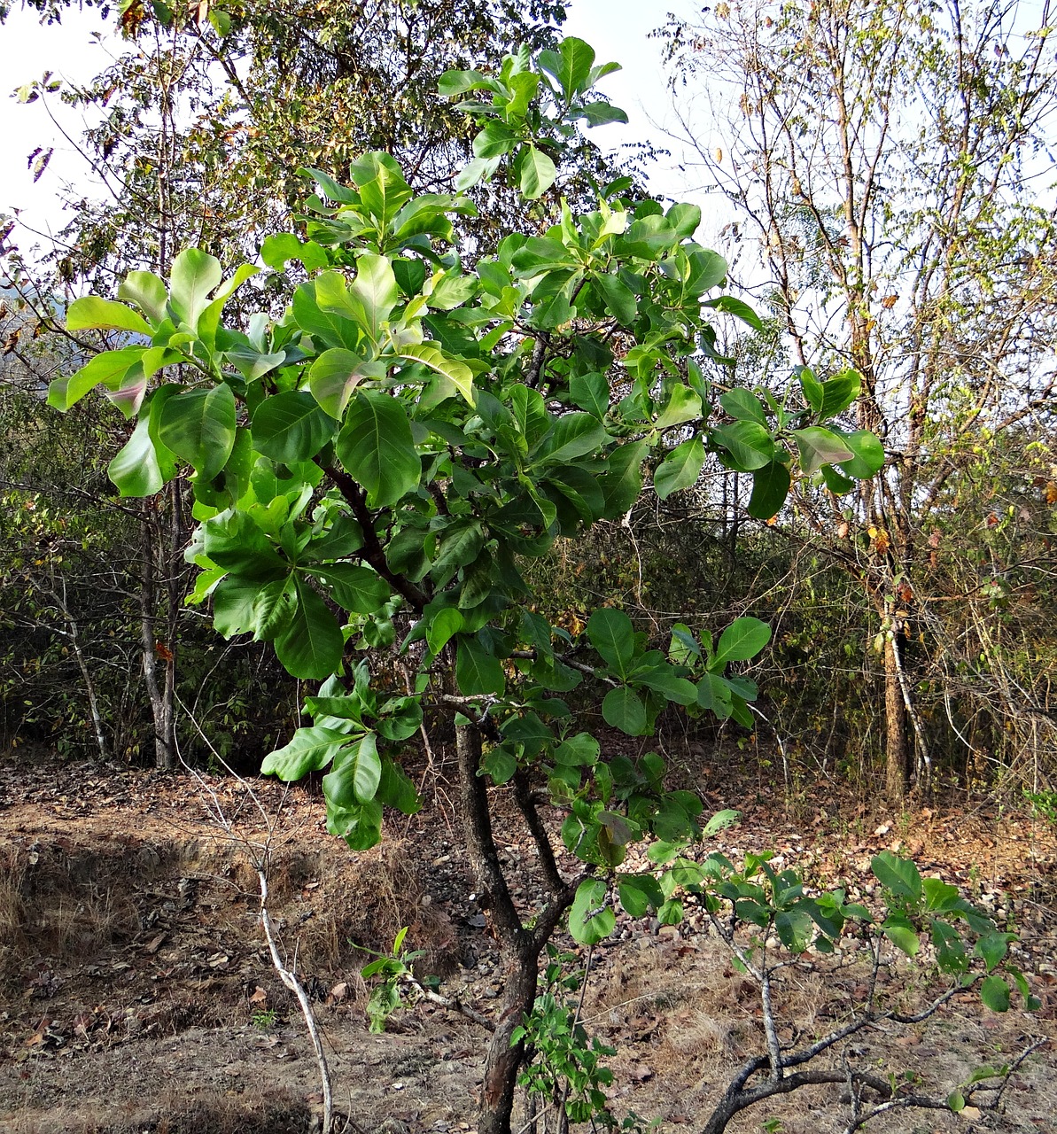 madhuca longifolia tree mahwa free photo