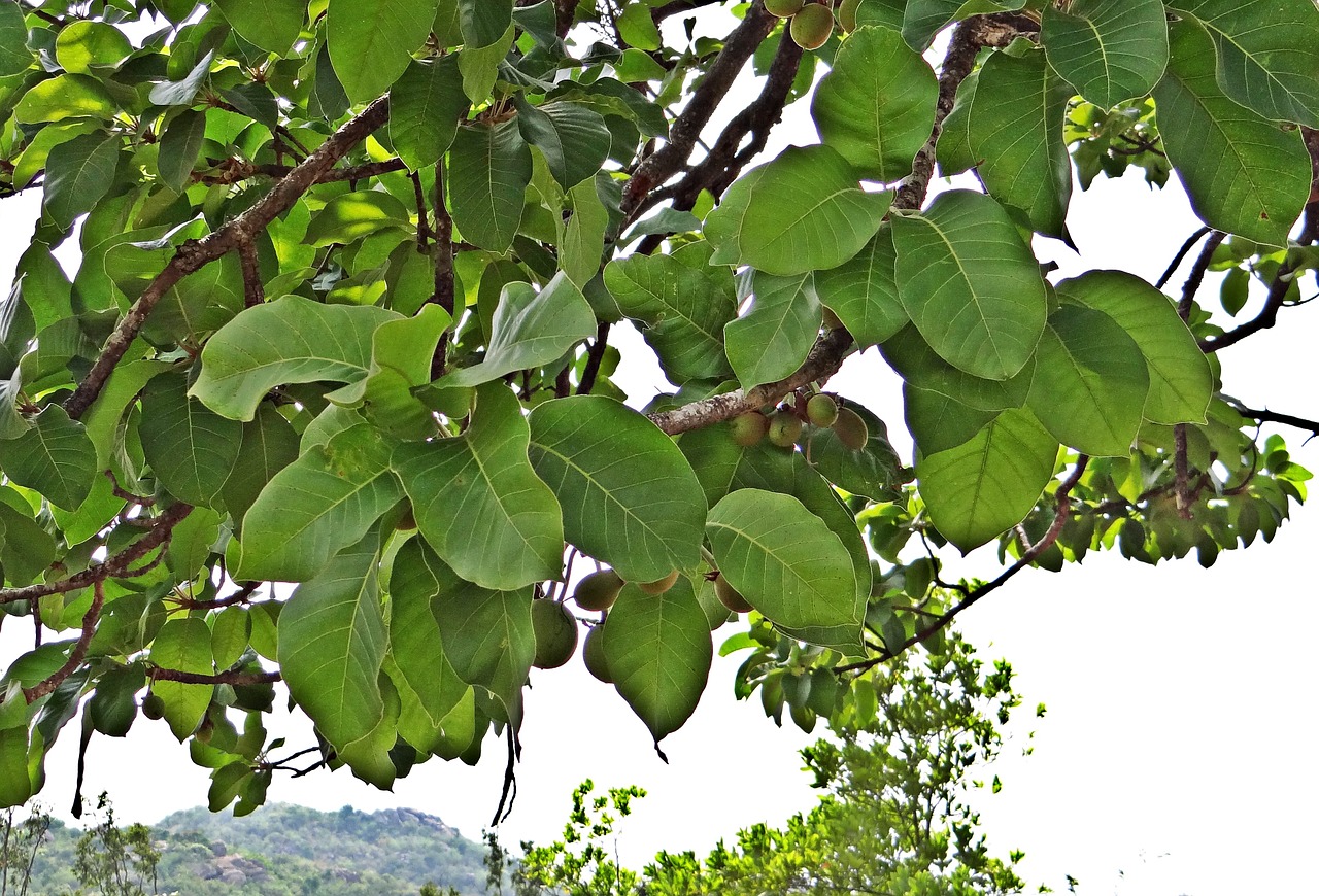 madhuca longifolia mahwa mahua free photo