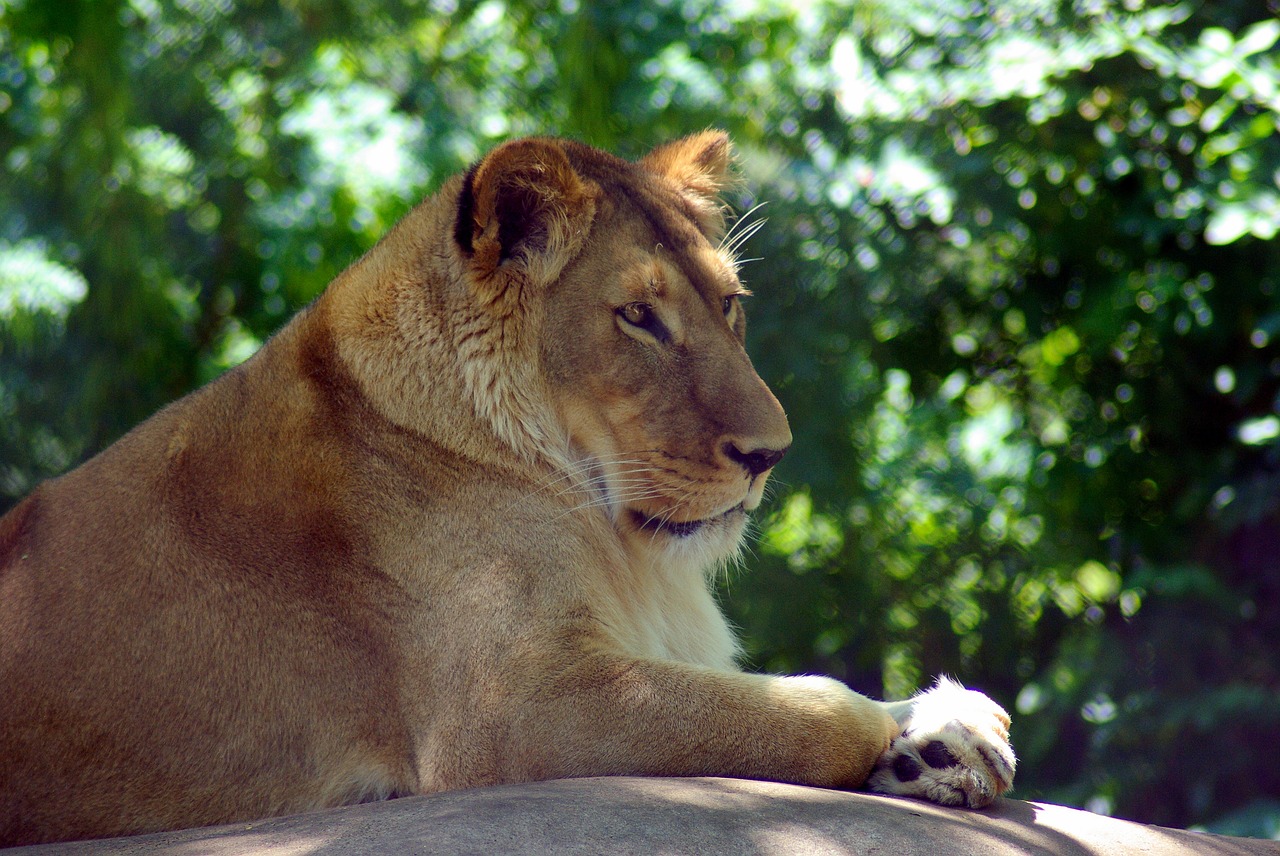 madison zoo lion  lion  cat free photo