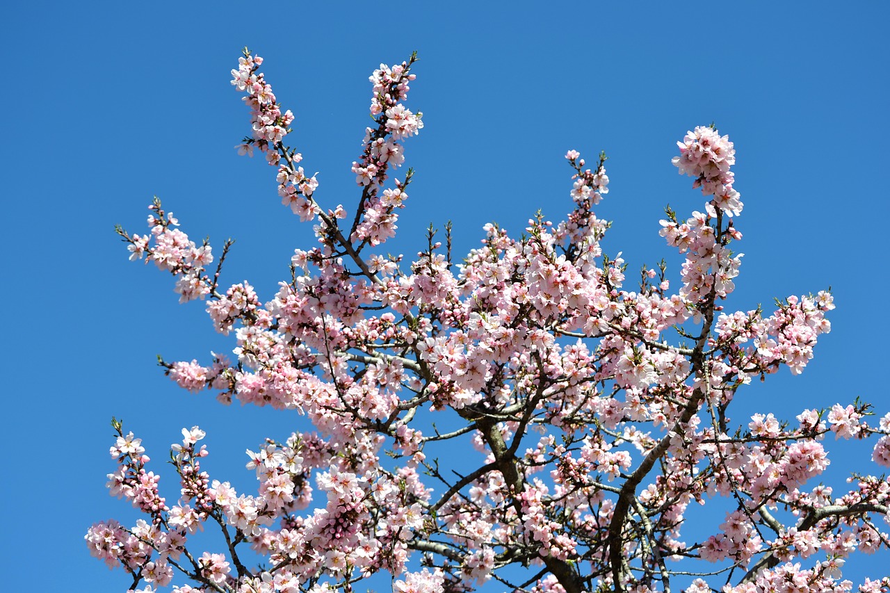 madrid fifth mills almond blossom free photo