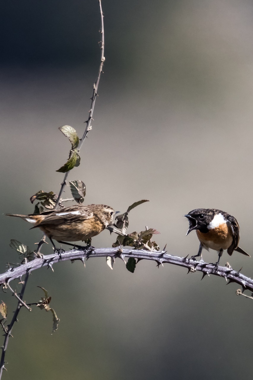 madrid  guadalix de la sierra  angry birds free photo