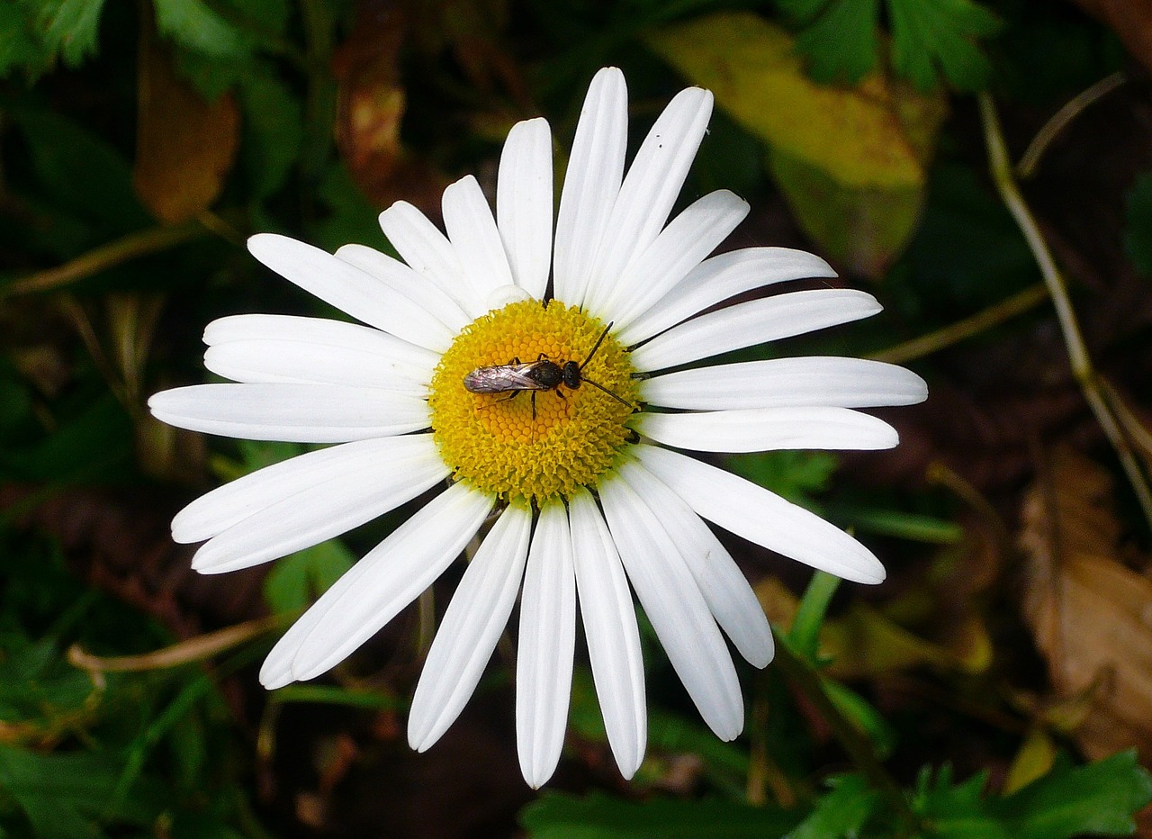 magarite flower bugs free photo