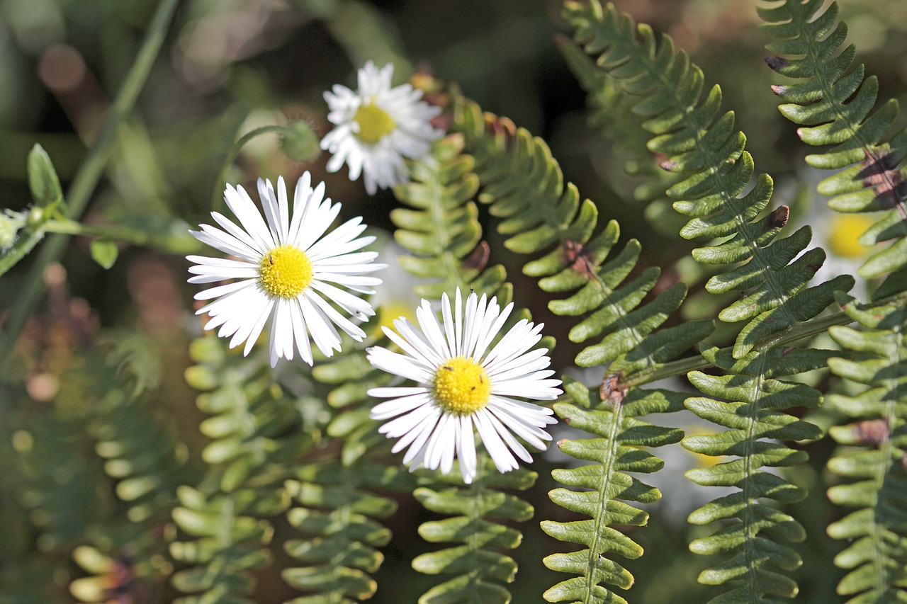 magariten  fern  nature free photo