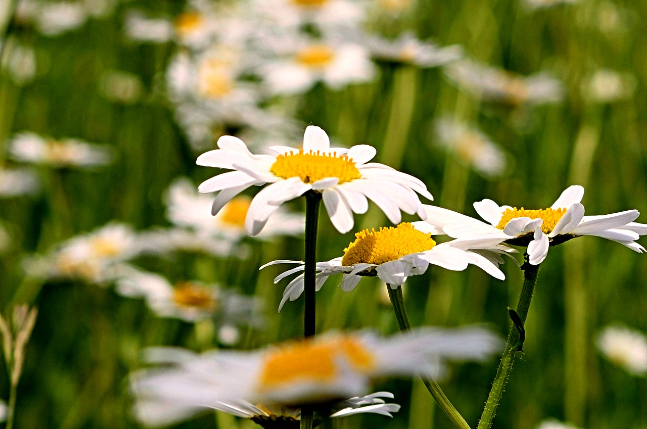 magaritte field flower free photo